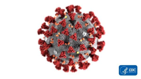 a model of the 2019 novel coronavirus