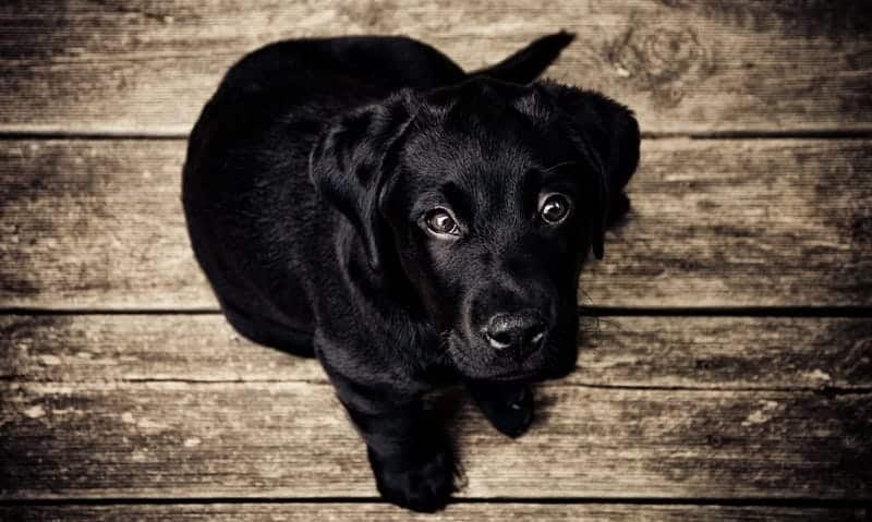 Emergency Preparations for Your Pets!