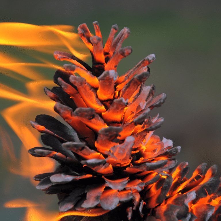 Ontario Forest Fires