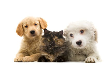 Going Beyond – Preparing for the Whole Family