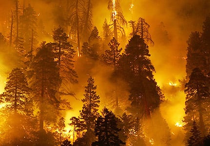 Preventing and Escaping Wildfires