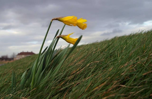 How to Prepare for Summer’s Severe Weather: Wind