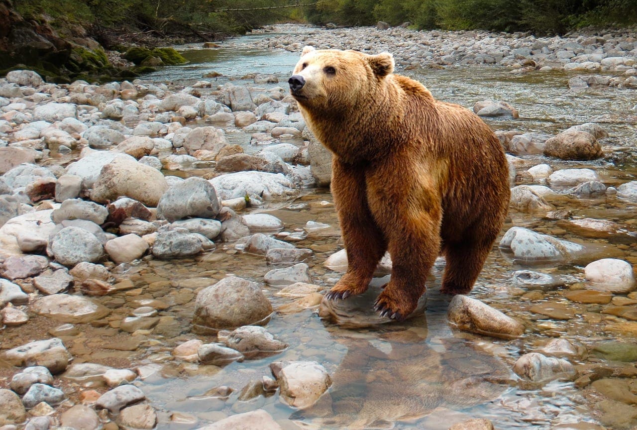 Bear Safety