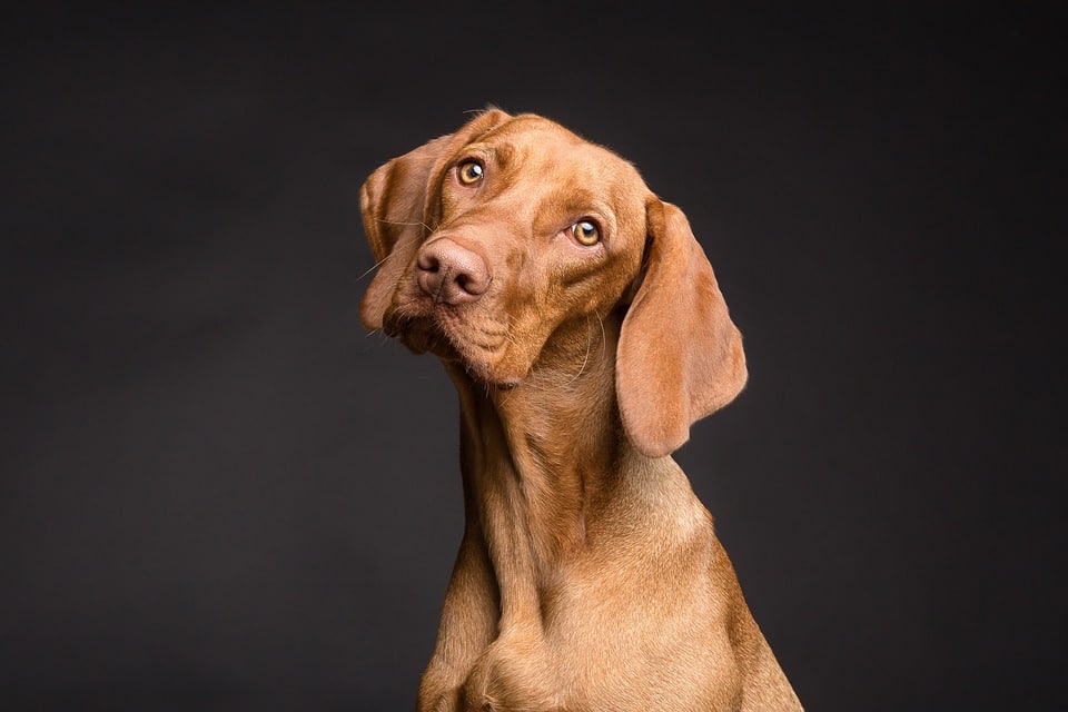 Can Our Pets Detect Earthquakes?