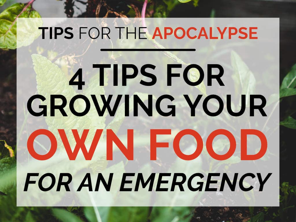 4 Tips for Growing Your Own Food For an Emergency
