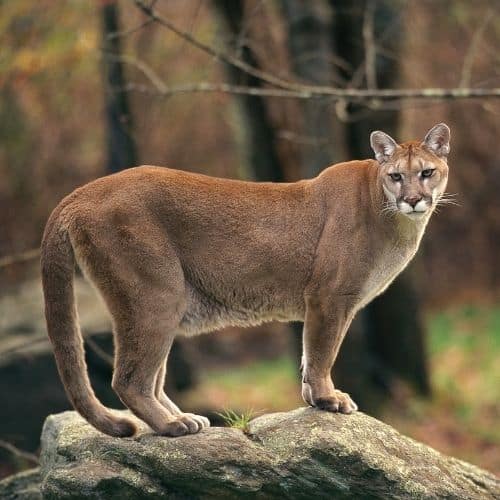 A cougar standing majestically and looking at the camera for its beauty shot