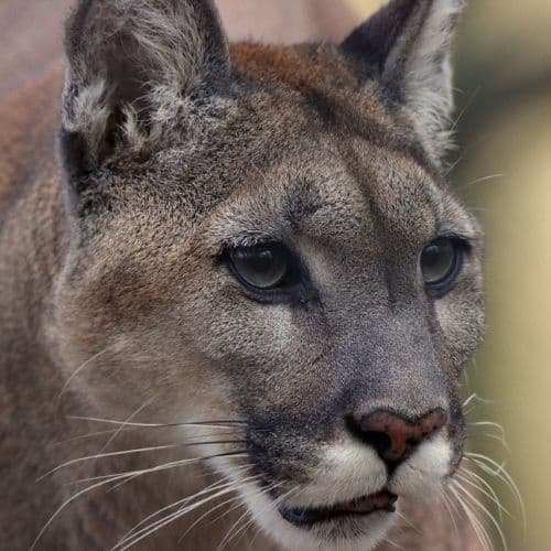 A cougar closeup