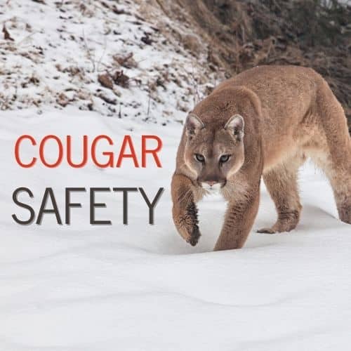 Cougar safety
