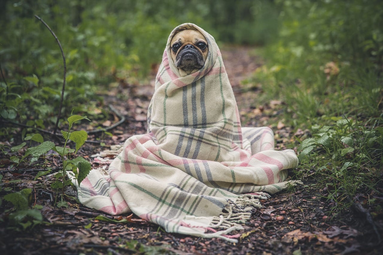 Emergency Pug is keeping cozy - warm and dry