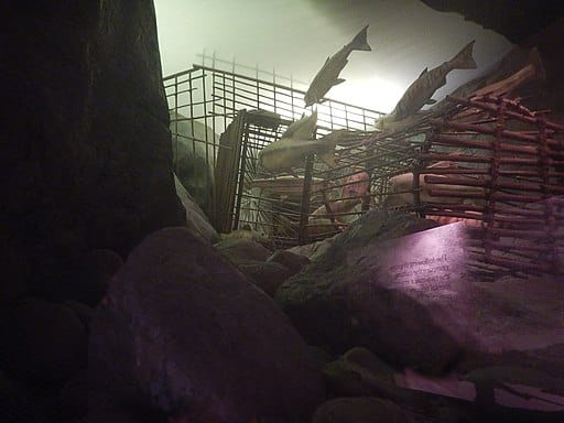 An image of the fishing weir exhibit at RBC Museum in Victoria, BC, Canada.
