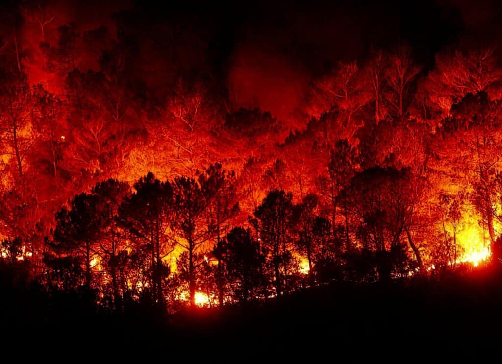 forest fire burning in the trees