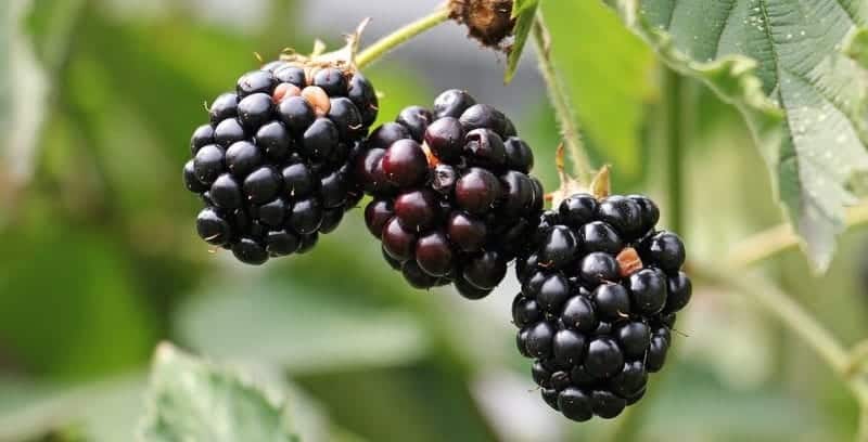 Food forraging: Blackberries