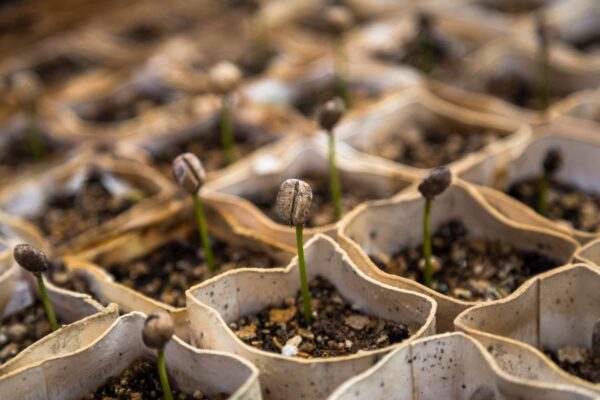 Sprouting seedlings