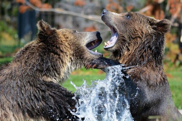Sparring Grizzly Bears