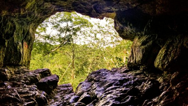 View from inside a rocky forest cave looking out onto bright green trees.