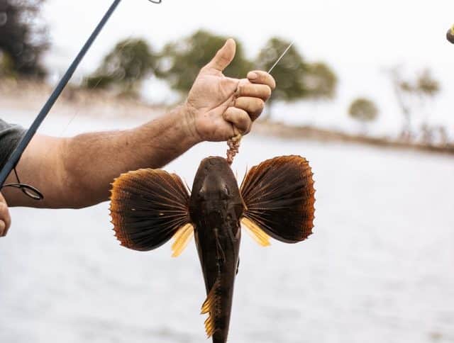 Photo is of a person holding a fish with its gills splayed. Only the person's arm is visible, along with part of a fishing rod. There is water in the background.