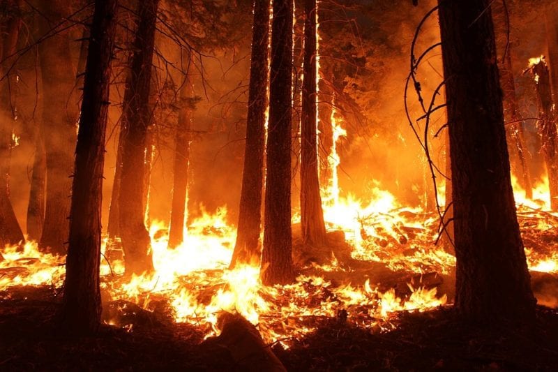 A wildfire burning through a forest